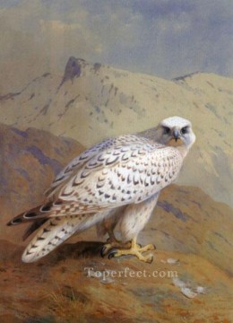 アーチボルド・ソーバーン Painting - グリーンランドまたはギアファルコンのアーチボルド・ソーバーン鳥